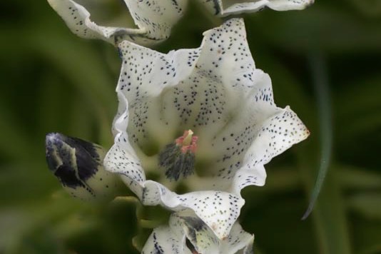 Gentiana algida